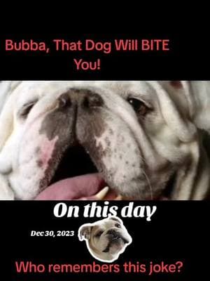 #onthisday #joke #jokes #hilarious #hilariouspetstiktoktv #bulldog #bulldogsoftiktok #englishbulldog #classic #dog #dogs #dogsoftiktok  #funnyvideo #doggo #humour #football #bubba #ugga #funnydogs #comedian #lol #lmao #funnytiktok 