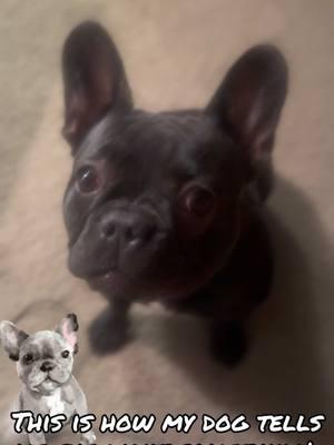 Noirahbelle is so cute. My itty bitty reindeer baby🥰 She definitely runs the house!!  #FrenchBulldog #Frenchie #FrenchieLove #FrenchieLife #FrenchieWorld #FrenchieGram #FrenchBulldogsOfInstagram #FrenchieAddict #FrenchieMom #FrenchieDad #FrenchieNation #FrenchieSquad #FrenchieStyle #FrenchieVibes #FrenchieFam #FrenchieObsessed #FrenchBulldogLover #FrenchiePuppy #FrenchieSmile #FrenchieFaces #FrenchieCommunity #FrenchieFeature #FrenchieAdventures #FrenchieFun #FrenchieDaily #FrenchieGoals #FrenchieAddiction #FrenchieLoversClub #FrenchieForever #FrenchieHappiness