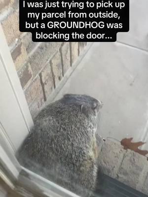 Funny groundhog#foryou #funny #funnyvideo #funnypets #groundhog 