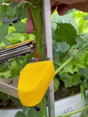 Streamline Your Plant Care with the Efficient Plant Tying Machine! 🌱🚀 Say Goodbye to Tangled Vines! Our Lightweight Plant Tying Tape Tool Effortlessly Ties Up Grapes, Raspberries, Tomatoes, and Vining Vegetables. 🍇🍅 Equipped with a Garden Tapener, This Innovative Tool Ensures Your Plants Grow Strong and Healthy. #PlantTyingMachine #GardenInnovation #EfficientGardening #VineManagement #GrapeGrowing #RaspberryCare #TomatoGardening #ViningVegetables #TikTokGardening #GardenTools #GreenThumb #HomeGrown #OrderYours #PlantCareTips  #TikTokShopLastChance#TikTokShopNewYearNewAura 