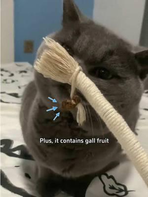 My cat need it#cattoys #tiktokmademebuyit #chewtoy #catsoftiktok #catowner #catlover 