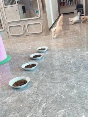 Cats food##cat #cats #catsmoves #tiktokcat #catsoftiktok #fyp #foryou #funnycats #funnyanimals #funnypets #funnyvideos #kitten #funnytiktok #cutecats #pet #funny#dog#horse#Seagull #raven #crow #bird #parrot #macaw#usa#usa#usa_tiktok#Cole duck#VIRAL