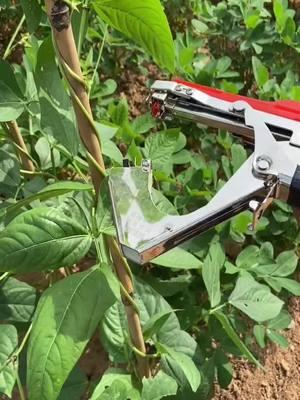 Streamline Your Plant Care with the Efficient Plant Tying Machine! 🌱🚀 Say Goodbye to Tangled Vines! Our Lightweight Plant Tying Tape Tool Effortlessly Ties Up Grapes, Raspberries, Tomatoes, and Vining Vegetables. 🍇🍅 Equipped with a Garden Tapener, This Innovative Tool Ensures Your Plants Grow Strong and Healthy. #PlantTyingMachine #GardenInnovation #EfficientGardening #VineManagement #GrapeGrowing #RaspberryCare #TomatoGardening #ViningVegetables #TikTokGardening #GardenTools #GreenThumb #HomeGrown #OrderYours #PlantCareTips #GardenTrends #TikTokShopLastChance#TikTokShopNewYearNewAura#spotlightfinds  