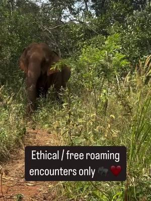 ETHICAL / FREE ROAMING INTERACTIONS & ENCOUNTERS ONLY. Don’t support anything else. No bullshit zoos, no bullshit riding, no bullshit tricks, no forced interaction, none of that nonsense. I was lucky enough to be approached by this fella ❤️. These amazing animals deserve to be free to roam and not held in captivity. I’m going to post more videos of this experience & info about this project in the next couple of days, but this indigenous Bunong man dedicates his life to saving elephants from captivity/abuse/forced labor etc & brings them in to free roam the forests… and it’s a fkn BEAUTIFUL thing tbh What an experience ❤️🐘 More videos coming… This video is recorded at 1x and then needed to go to .5x once he crowded me 😅. There’s nothing between us. We’re both free roaming as it should be. 🖕 zoos #Travel #TravelCambodia #cambodia🇰🇭 #adventure #solotravel #backpacking #wildlifeencounters #wildlifeencounter #elephant #asianelephant #soloexplorer #instatravel #solobackpacker #mothernature #thegreatoutdoors #earthisbeautiful #elephantsanctuary