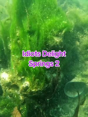 #idiotsdeligh2 #threesisterssprings #floridasprings #springs  springs is just to the right of the entrance if you're facing three sisters springs location 28.8879062, -82.5894622