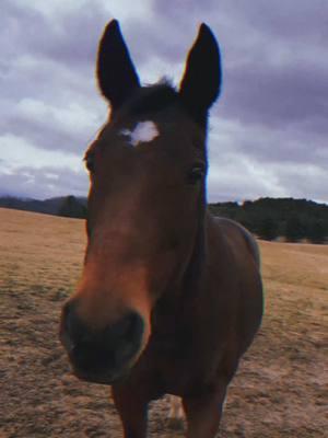 #dreary #winter #horse #horses #aesthetic #gloomy #vibes 