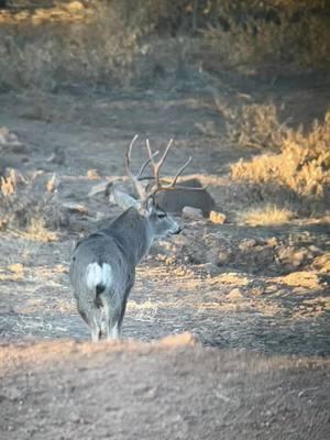 West Texas Mule Deer #royhurley #sproulranch #KeepRanchin #ranchlife #foryoupage #hunthesproulranch #kuiu #kuiunation #kuiu_official #outdoorsmans #muley #westtexasmuledeer #muledeer #muledeerhunting 