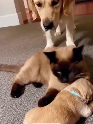 Don’t touch my baby.#cats #cutecats #foryou #funnytiktok #funnyvideos #usa #funnyanimals #fypシ #funnycat #catlover #funnypets #viral #funny #cute 