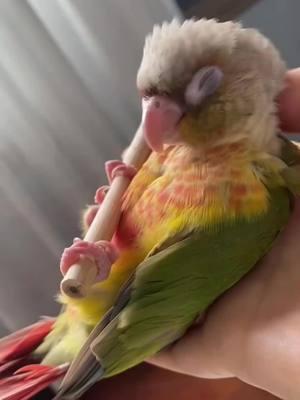 #parrot #parrotsoftiktok #parrots #parrotlover #parrotlife #parrotchallenge #parrottok #parrotlovers #parrotmom #parrotlover🐦 #petparrot #parrotrescue #parrottrainer #parrotcare #parrot🦜 #parrotparent #parrotfamily #lovelyparrot #parrotmeme #cussingparrot 