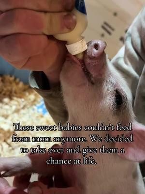 Prayers for the piggy! #piglets #pigsoftiktok #cuteanimals #piggy #rescuepig #farmlife #fyp #pig 