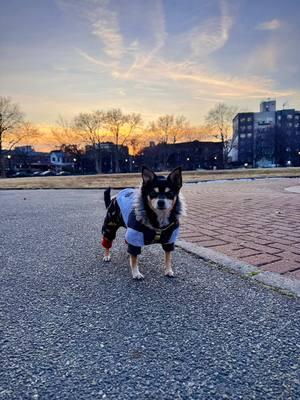 Nothing compares to a dog’s love  #mydogismysoulmate #lifewithadog #rescuedoglife #chipinsoftiktok #chihuahuaminpin #nycdog 