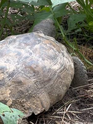 Meet  miss  Francisca 😊❤️ #gophertortoise #wildlife #in #my #homestead 