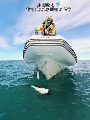 Or a 🐼 that swims like a 🐬?  📸 @luis_burgueno_ph with Insta360 X3 #Insta360 #dolphin #ocean #fyp #cuteness