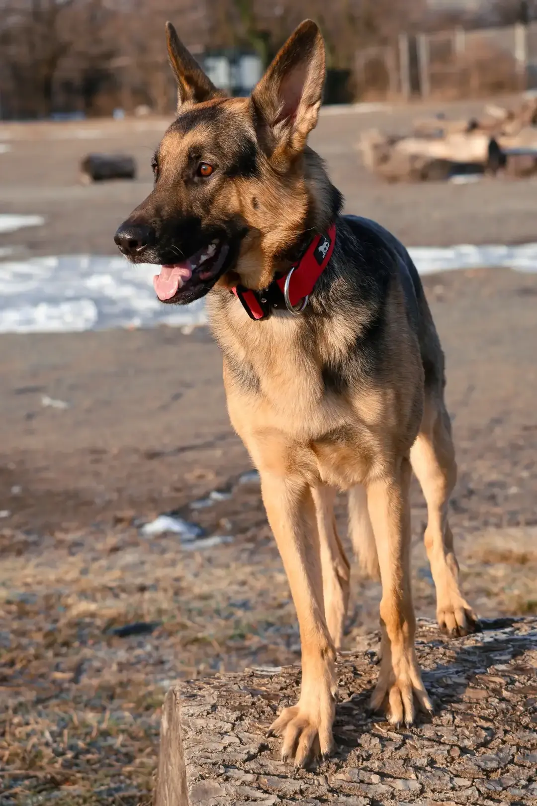 "Max soaking up the winter sun! 🐾❄️ There's nothing like fresh air and adventure to bring out the best in him. ❤️ #GermanShepherdLove #MaxAdventures #DogLife #WinterWalks #GSD" #GermanShepherd #dogsoftiktok  #AdventurePup #HappyDog #2025 