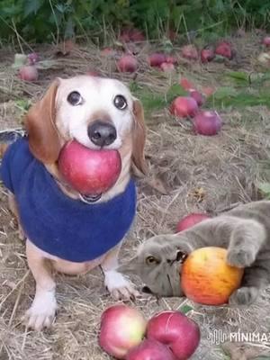 #dogwithapple #dogapple #appledog #dog #apple 