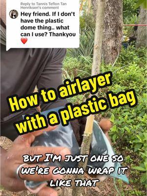 How to airlayer with a plastic bag #airlayering #airlayer #andrethefarmer #plantpropagation #gardeninghacks #foryou #fyp #onthisday 