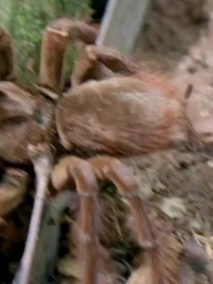 The Goliath birdeater, scientifically known as Theraphosa blondi, is a true marvel of the arachnid world. As the largest spider by mass and size, it commands a mix of fascination and awe. Learn more with @danowild in LastEden: Guyana, on #CuriosityStream, or at the link in our bio! 📺 #WatchAndWonder . . . #worldtraveler #animalstudies #educationalcontent #documentaryfilm #spiders