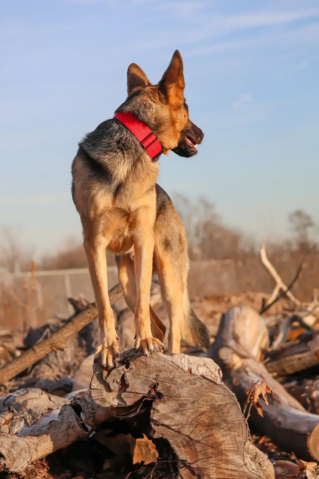 "Max: The King of the Wild! 🐾👑 From scaling logs to mastering new commands, every moment is an adventure with this incredible German Shepherd. Dogs like Max remind us of the joy, loyalty, and strength they bring into our lives. ❤️ 🌟 Why German Shepherds are trending now: ✔️ Smart & trainable: Perfect for active families. ✔️ Adventure companions: Always ready to explore. ✔️ Devoted protectors: Built for loyalty and love. 🔥 Dog owners! What’s your pup’s favorite outdoor activity? Let us know below! 👇 #GermanShepherdLove #DogsOfInstagram #MaxAdventures #DogTraining #AdventurePup #HealthyPets #DogWellness #ActiveDogs #DogBehavior #TopDogBreeds #PetParentLife 