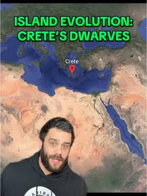 Island Evolution: Crete’s Dwarves #sciencetok #biology #evolution #animals #elephant #hippo #dwarf #giant #crete #greece #island #LearnOnTikTok #edutok #stem #paleontology #prehistory #ancient #history  