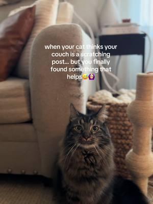 anyone else struggling with this?  #TikTokShop #fypシ #relatable #catsoftiktok #cats #catsscratching #imjustagirl #justgirlythings #trend #trending #Home #relatablecontent #nowtrending #homethings #pets #problems #catlover 