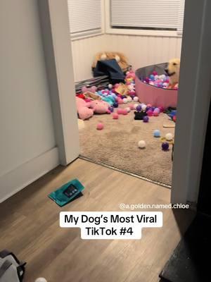 My dog’s most viral tiktok # 4 — my golden retriever’s craziest ball pit zoomies! #puppypaws #doggolife #furryfriends #doggyfuntimes #goldenretrieverlife #happytails 