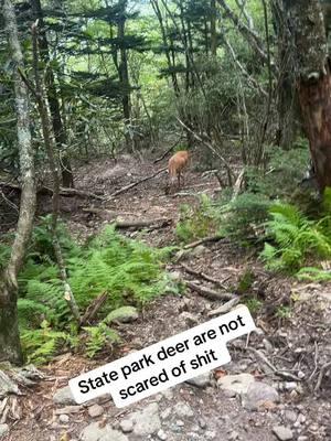 #deer #whitetaildeer #statepark #fearless #nature #fyp #fypシ #Outdoors #Hiking #hike #northcarolina #blueridgemountains 