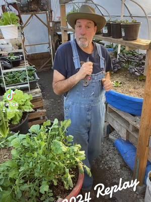 Taking a look back look at all that greenery can’t wait for the following year#tiktokgardener #growfood #hoophousegrowing #newyork #vegetablegarden #greenhouse #vegetablegarden #