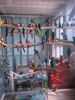 #parrot #parrotsoftiktok #parrots #parrotlover #parrotlife #parrotchallenge #parrottok #parrotlovers #parrotmom #parrotlover🐦 #petparrot #parrotrescue #parrottrainer #parrotcare #parrot🦜 #parrotparent #parrotfamily #lovelyparrot #parrotmeme #cussingparrot 