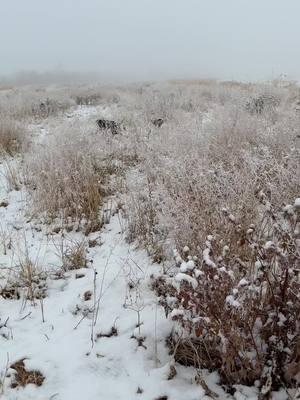 Just a glimpse of our weekend guiding!🔥🥶 - This snow has made for some fantastic pheasant hunting.  - Never gets old💪 - #pheasant #birddog #germanshorthair #pointer #upland #guide #guiding #9milekennels #snow #winterfun 