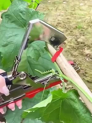 Streamline Your Plant Care with the Efficient Plant Tying Machine! 🌱🚀 Say Goodbye to Tangled Vines! Our Lightweight Plant Tying Tape Tool Effortlessly Ties Up Grapes, Raspberries, Tomatoes, and Vining Vegetables. 🍇🍅 Equipped with a Garden Tapener, This Innovative Tool Ensures Your Plants Grow Strong and Healthy. #PlantTyingMachine #GardenInnovation #EfficientGardening #VineManagement #GrapeGrowing #RaspberryCare #TomatoGardening #ViningVegetables #TikTokGardening #GardenTools #GreenThumb #HomeGrown #OrderYours #PlantCareTips #GardenTrends #TikTokShopLastChance#TikTokShopNewYearNewAura#spotlightfinds  