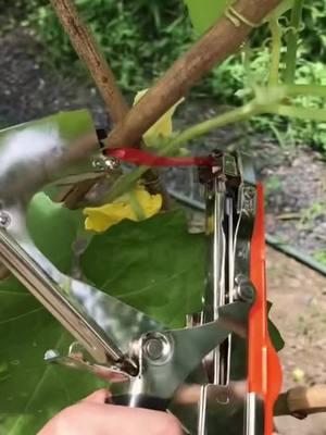 Streamline Your Plant Care with the Efficient Plant Tying Machine! 🌱🚀 Say Goodbye to Tangled Vines! Our Lightweight Plant Tying Tape Tool Effortlessly Ties Up Grapes, Raspberries, Tomatoes, and Vining Vegetables. 🍇🍅 Equipped with a Garden Tapener, This Innovative Tool Ensures Your Plants Grow Strong and Healthy. #PlantTyingMachine #GardenInnovation #EfficientGardening #VineManagement #GrapeGrowing #RaspberryCare #TomatoGardening #ViningVegetables #TikTokGardening #GardenTools #GreenThumb #HomeGrown #OrderYours #PlantCareTips #GardenTrends #TikTokShopLastChance#TikTokShopNewYearNewAura#spotlightfinds 