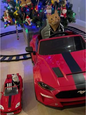 Who wants a ride? 😻 We’re just sitting here waiting for the sunny weather! 😁❤️🐈🦙 #newcar #mustang #corvette #goodtimes #letsgo #beautiful #cat #Love #cruise #fun #family #friends #catsoftiktok #ride #happy #tigerjojo #videos