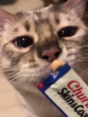 POV: You’re a sophisticated chill snow Bengal discovering a new Skin & Coat Churu tuna recipe for the first time. 🐟✨ Skin glowing, coat shining, and taste buds? Absolutely vibing. 💅 Thanks @inabachuru for treating me like the king I am. #TreatGameStrong #SendMoreChuru #CasperTheBengal #TunaVibes #ChuruKing #CatTok #SnowBengal #InabaChuru #CatSnacks #Churu #FelineLuxury #CatLife #PamperedPets #BengalCat 