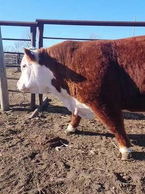 HCC Tax Exempt ET is prepping for his final show and then into breeding pen for retirement. #hatcitycattleco #stockshowlife #trending #fyp #605 #southdakota#miniherefords #findusonfacebook #miniaturecattle #bull #showcattle #voodoo #godsmack 