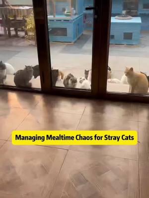 Morning Feline Frenzy: How We Feed and Care for Stray Cats in a Cozy Dining Spot Waking up to a chorus of meows is a daily routine if you're caring for stray cats - especially when they've all lined up outside the door first thing in the morning. In this video, you'll see exactly how these adorable felines greet the day, eagerly waiting for breakfast. Today's weather happens to be sunny and warm, which makes for a perfect backdrop as Little Black and Little Princess arrive, along with the rest of the neighborhood cat crew. The only problem? They're all hungry at the same time, and our compact dining area can't quite accommodate the entire clowder! You'll notice how some of the cats immediately jump to the feeding station, while others patiently wait below for their chance to eat. To avoid squabbles and empty tummies, we arrange extra bowls and a separate feeding spot nearby. Once they've finished, it's straight to the water station for a refreshing drink - making it clear that staying hydrated is just as important as a full belly. In the hustle and bustle, the cats love a little affection too, rubbing against legs and seeking gentle pats. With so many of them, it's a constant balance of making sure everyone has enough space, food, and attention. Taking care of stray cats is a never-ending project that involves daily feeding, regular health check-ups, and ensuring their environment is both safe and comfortable. Whether you're a fellow cat lover or simply curious about how to manage a small colony, this video gives you a glimpse of the joy and chaos involved. And remember, every like, share, comment, and subscription helps sustain our efforts. We also appreciate TikTok gifts, which go directly toward food supplies, medical care, and making each day a little cozier for these furry companions. Together, we can create a healthier and happier life for these stray cats - one morning feeding at a time! #StrayCats #CatFeeding #CatLovers #FelineFriends #MorningRoutine #AnimalRescue #CatShelter #FeralCats #TikTokCats #PetCare #CatCommunity #DailyCats #CatRescue #WarmUp #TikTokViral 