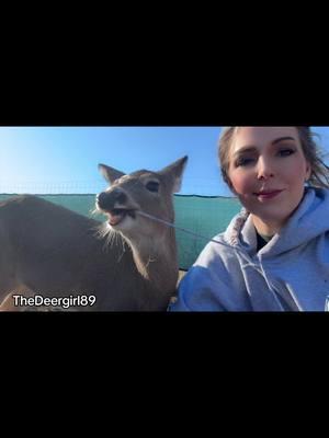 . What it’s like having durrs. Winnie and Bubbles BOTH like to come and chew on my clothes. Sister always did it too. They’re so funny. #durr #durrs #durrsoftiktok #deer #deertok #deertiktok #animals #animalsoftiktok #Love #babies 