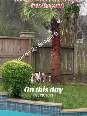 #onthisday #fyp #fypシ #redddevilbeagle #dogsoftiktok #dog #showdog #squirrel #funnyvideo #showdogs #beagle #beaglesoftiktok #beagles #doglover 