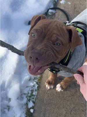 Mom said “no sticks inside” yet she dragged a whole tree in the house earlier this month 🤨   #puppy #puppydog  #puppylife  #puppycheck #puppyeyes #puppydogeyes   #puppyoftiktok #puppytok #puppiesoftiktok #tiktokpup #tiktokpuppy #tiktokpuppies #puppytiktok #puppyoftheday #puppydaily #puppyfun #puppyworld #puppytime  #puppydays #puppyvideo #cutevideo #funnyvideo #stick #foundastick #fypシ 