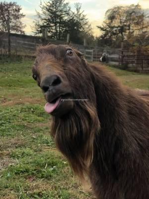 The king of “might be broken” 🐐  #LaMancha #LaManchaGoat #LaManchaGoats #GoatTok #GoatsofTikTok #BucksInRut #FunnyAnimals #MichaelScottTheGoat #MichaelTheGoat #MightBeBroken 