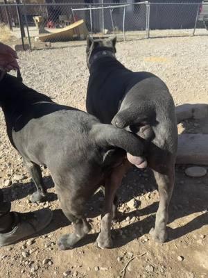 Sangre De Toro from Brazil 🇧🇷 and Toscana from Serbia 🇷🇸 are expecting puppies in March this will be a full import litter #dogsoftiktokviral #bigdogsoftiktok #doglife #cane #bigdog #doglover #PetsOfTikTok #dog #guarddog #dogsoftiktok #canecorsoitaliano #canecorsoforlife #canecorso #serbia #brazil #puppiesofinstagram #puppiesoftiktok #puppies 