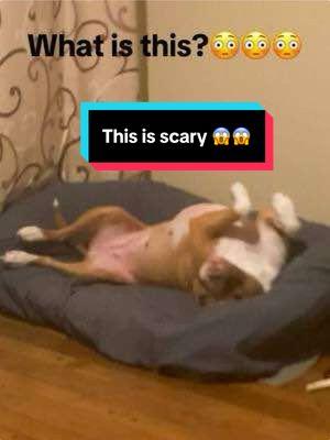 😳😳😳😳hope she is ok #foryou #foryoupage #funny #funnyvideo #laugh #dogsofttiktok #pets #pet #fyp #fypシ #foryou #foryoupage #dogs #viral #dog#PetsOfTikTok #ticktockdogs🐶❤️ #doglover #petslover #ticktokdogslife #cutedogsoftiktok #cutedog #dogloverforever #pitbull #chick #chicken #dance #lession #dog #puppy #Love #quotes 