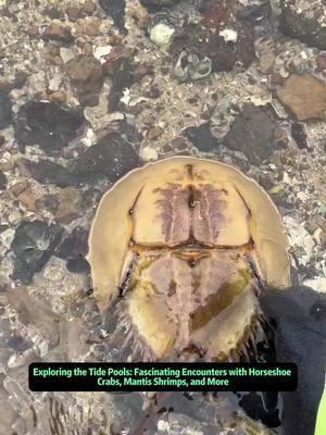 Exploring the Tide Pools: Fascinating Encounters with Horseshoe Crabs, Mantis Shrimps, and More Tide pools are magical windows into an underwater world brimming with life, from curious horseshoe crabs to vibrant orchid crabs. In this exciting exploration, we uncover a variety of sea creatures and witness incredible adaptations that allow them to thrive along the coast. First, we encounter the elusive horseshoe crab, a living fossil known for its unique shell shape and long, pointed tail. Although it's often misunderstood, we should remember never to catch or harm these precious creatures, as they play an essential role in coastal ecosystems. Their ability to flip themselves upright, even in shallow water, highlights their resilience and remarkable design. Next, we come across a miniature mantis shrimp. Don't be fooled by its small size; mantis shrimps can deliver a surprisingly painful strike. Their vibrant colors and lightning-fast claws make them one of the most fascinating crustaceans in the sea. As we venture further, we discover a catshark hiding in a rocky crevice, demonstrating how some marine species rely on camouflage and stealth to survive. Even though their vision may not be perfect, their keen sense of smell helps them navigate and find prey. Moving on, we stumble upon an orchid crab with its striking bright coloration, as well as stone crabs, both displaying impressive defensive behavior. Grabbing these creatures from behind is the safest way to handle them, ensuring they cannot pinch you. Meanwhile, massive sea urchins cover themselves with slimy substances and sometimes even small crabs, showcasing incredible symbiotic relationships beneath the waves. The weather may be cold, but this doesn't stop us from discovering bun crabs, named for their round, bun-like shells, and sea snails with dazzling, starry patterns. The wonders found within tide pools are truly endless. With every rock turned and every underwater nook explored, a new glimpse into the secret world of marine life awaits. Whether it's spiny sea urchins or tiny snails crawling over rocks, these environments offer an unforgettable opportunity to appreciate the ocean's biodiversity - and remind us to tread carefully, respectfully, and sustainably in these delicate coastal habitats. #fyp #seafood #sealife #seacreatures #oceanlife #marinelife #horseshoecrab #crab #mantisshrimp #seaurchin #catshark 