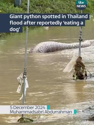 A massive python has been seen floating in Thailand’s Pattani province following devastating floods that have swept through the region. The snake appears to have consumed a dog, and many commenters believe it may be dead or injured, as it’s floating belly up. The impact of these floods continues to reveal striking and unusual scenes. 🐍 @itvnews #Thailand #AnimalBehavior #TrendingNews #evergladesholidaypark #snake