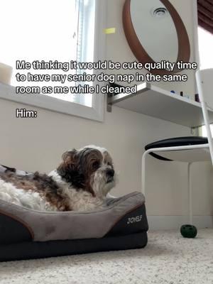 He really said “screw quality time” #dogsoftiktok #lhasaapso #seniordog 