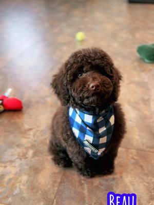 Beau is a sweet little one! #deercreeklabradoodles #minilabradoodle #doodlepuppy #doodlepuppies #labradoodles #labradoodlesoftiktok #puppytok #puppytiktok #doodlesoftiktok #puppydog #puppylove #labradoodlepuppy #puppycheck #doglovers #puppydogeyes #dogsoftiktok #doodlelovers 