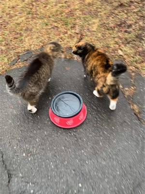 Monday Breakfast w/Daily Hiss Crew #dailyhiss #fyp #feralcat #feralcatsoftiktok #feralcats #tnr #tnrsaveslives #trapneuterandrelease #helpcontrolthepetpopulation #spayandneuteryourcats #catsoftiktok #cat 