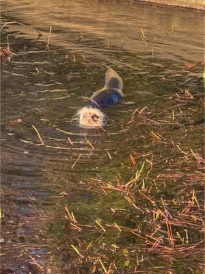 Otter feasting on my fish #lakelife #otter #otters #ottersoftiktok #fypシ 