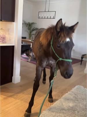 Home is where the horse is… or in 💖🥰 bravest little girl i know #h#horsesf#fypr#ranchq#quarterhorseh#hancockh#hearthorseh#hearthorses❤️🐴a#aqhaf#floridav#viralvideof#floridahorsesviralvideo 