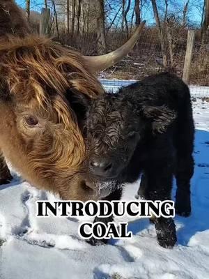 COAL IS OUR NEWEST ADDITION! HE IS FROM ONE OF THE "SPICE GIRLS" AND HIS FATHER IS "WINTER" OUR HIGHPARK BULL. YOU NEVER KNOW WHAT COLOR CALF YOU ARE GOING TO GET WHEN BREEDING HIGHLANDER TO HIGHLANDER, BUT WHEN YOU CROSS WITH A HIGHPARK BULL, IT REALLY MAKES THE POSSIBILITIES THAT MUCH MORE EXCITING! THE BABIES ARE DEFINITELY COMING IN ALL DIFFERENT COLORS AND PATTERNS! COME AND SEE FOR YOURSELF! SCHEDULE A PRIVATE FARM TOUR TODAY! CALL OR TEXT 914-262-4737 TO MAKE YOUR RESERVATION.  SEE WHAT LIFE'S LIKE ON THE OTHER SIDE OF THE FENCE! ELKRAVINEFARM.COM  #elkravinefarm #savesoil #cutebaby #cowcuddling #fluffycows #farmtour #trending #cows #daytrip #fluffycow 