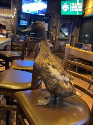 Rufus went to the bar after she met Santa🍻 #meetrufus #quack #babies #cuteducks #viral #funnyduck #brownduck #pets #rufus #louie #ducks #animalsoftiktok #farmlife #louieandrufus #funnyamimalsontiktok #ducksoftiktok #khakiCampbell #petduck #funny #christmas 